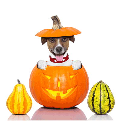halloween dog pumpkin lantern tongue funny Halloween Celebration Design Transparent PNG for Hal