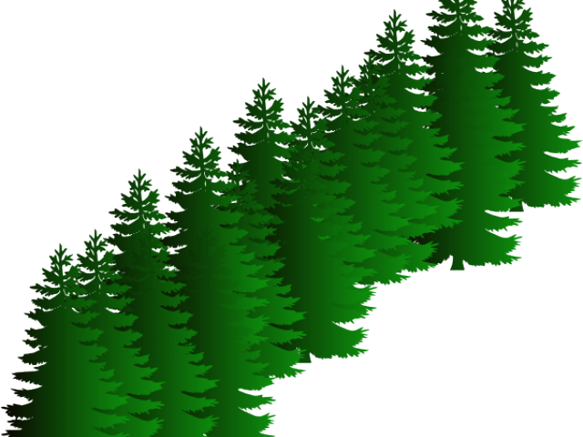 Fir  Evergreen Tree Transparent PNG | Pngstation