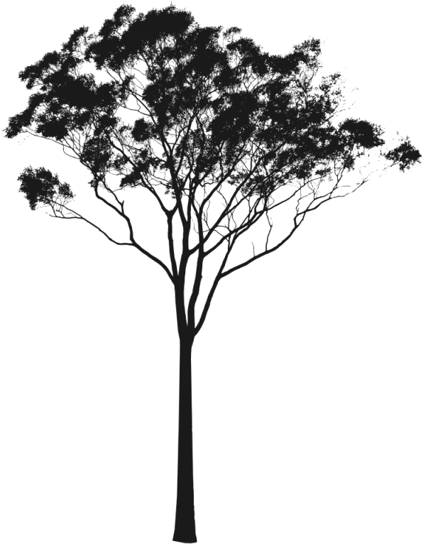 Pin Tree Silhouette Transparent PNG | Pngstation