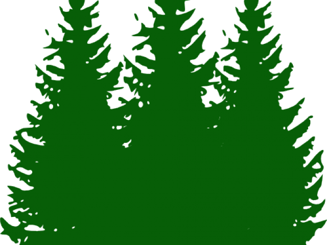 Pine Tree  , Png Download Transparent PNG | Pngstation