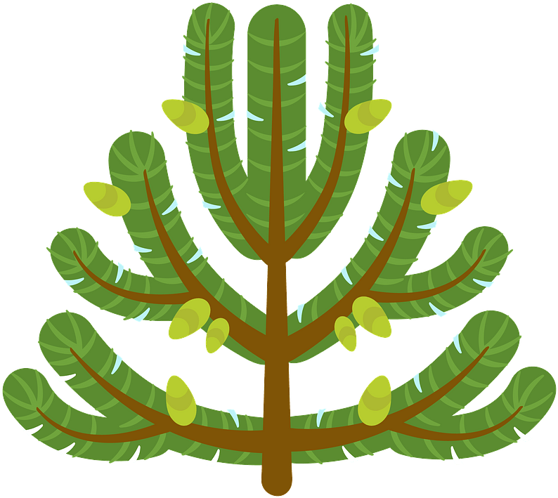 Pine Tree Transparent PNG | Pngstation