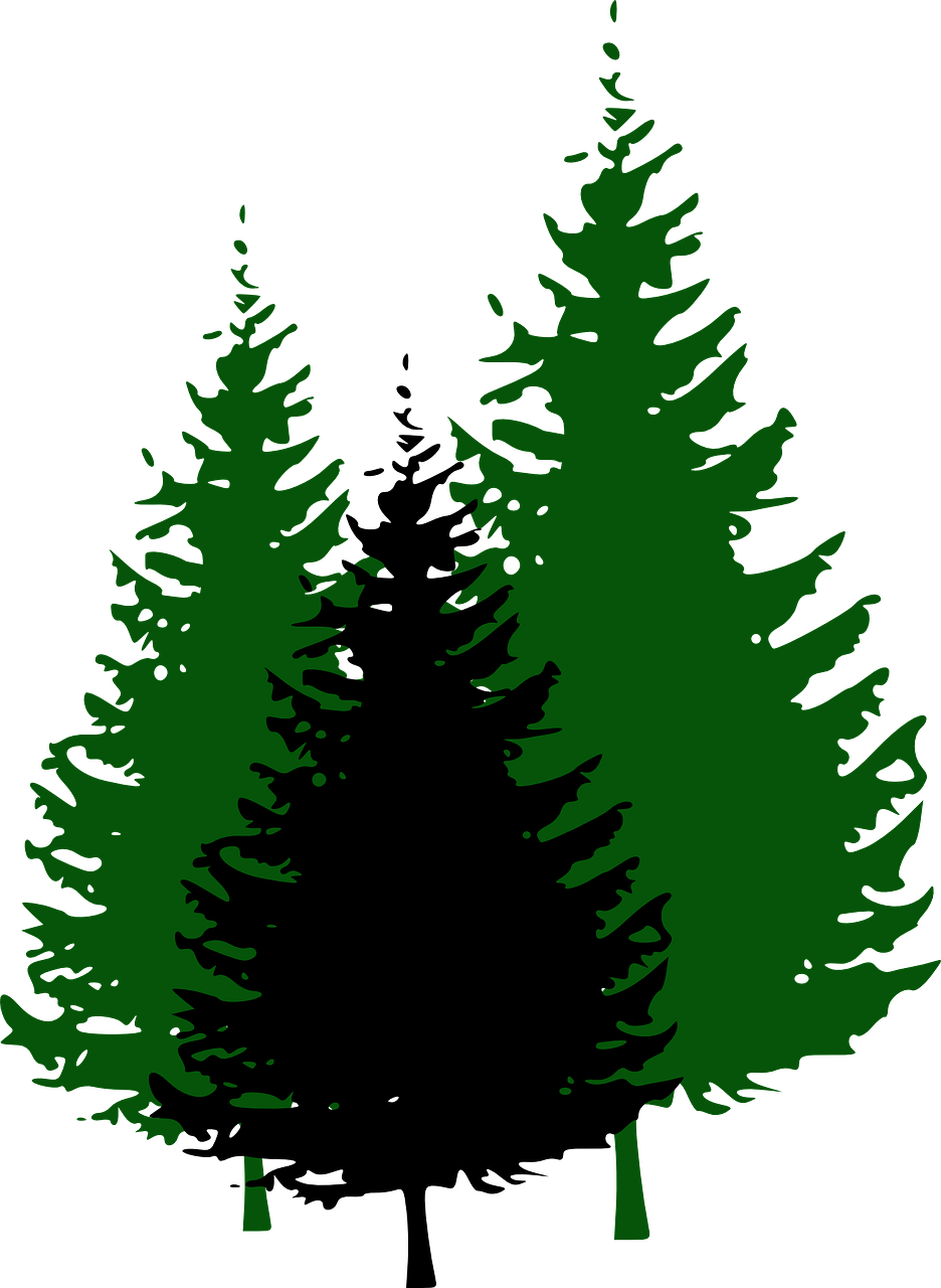 Pine Tree Fir Transparent PNG | Pngstation