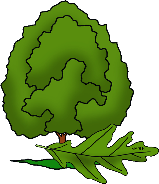 State Tree Of Maryland Transparent PNG | Pngstation