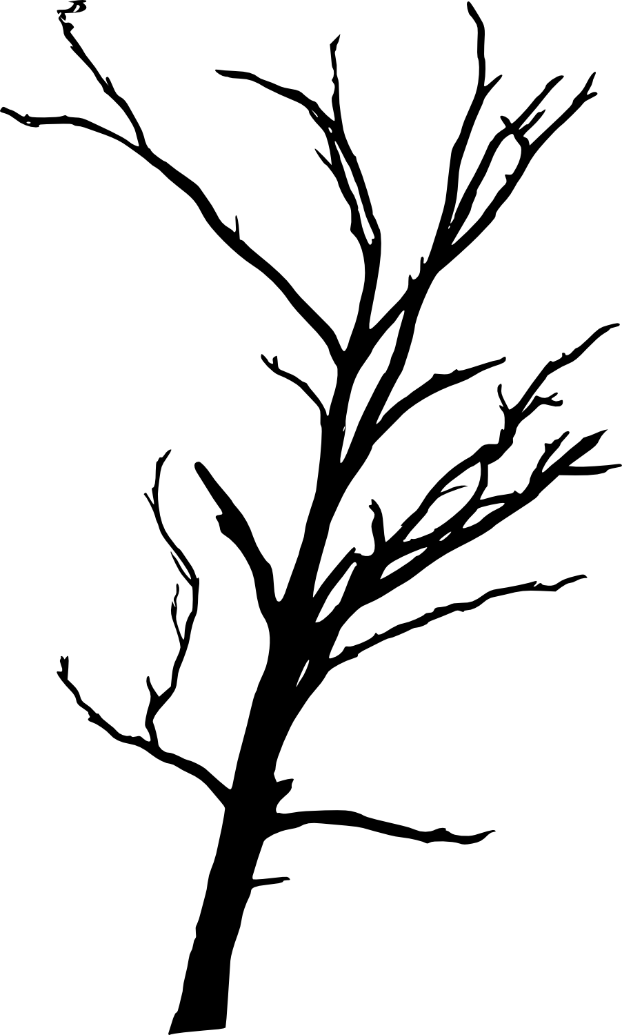 Tree Branch Woody Plant Transparent PNG | Pngstation