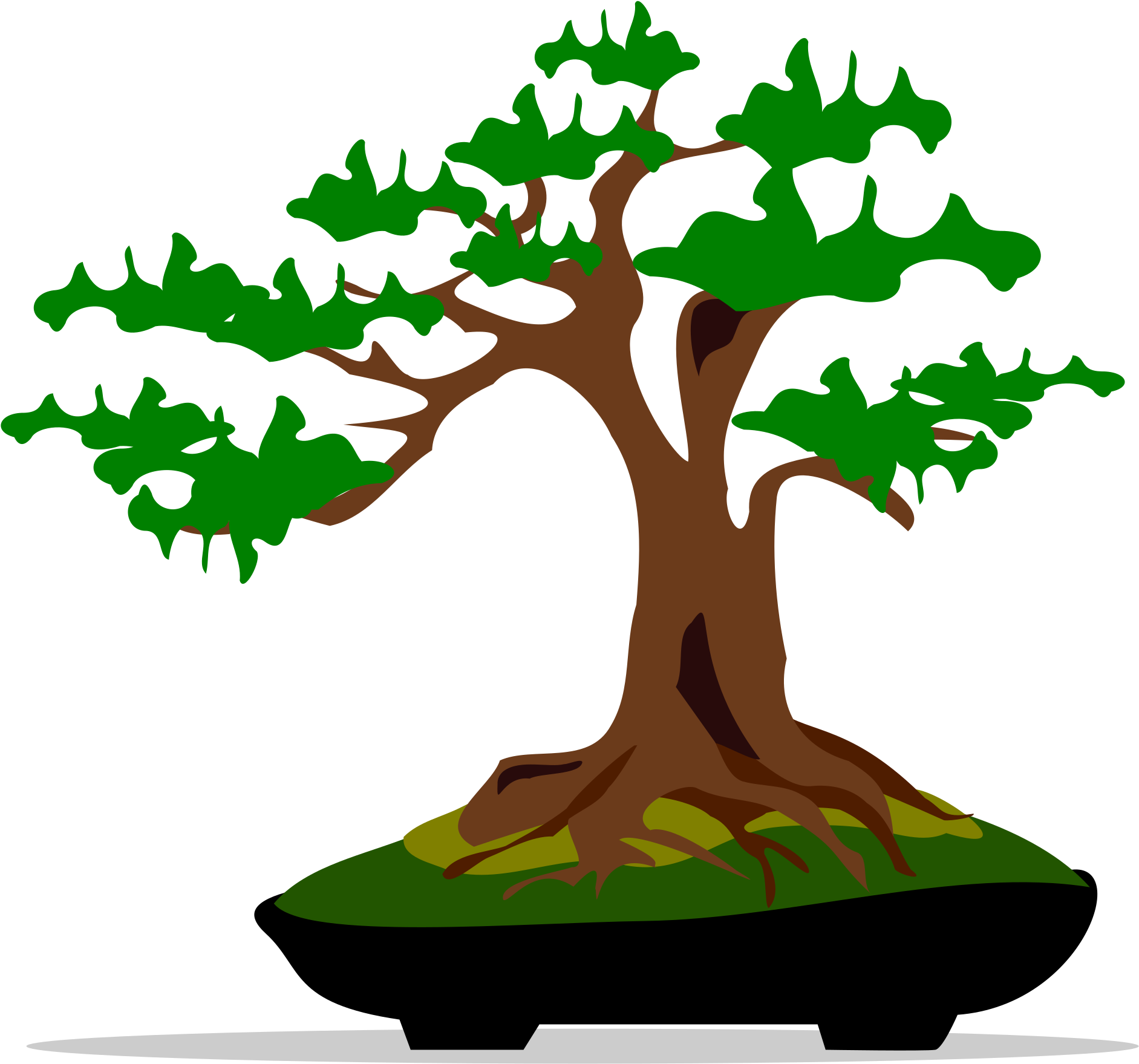 Bonsai Tree Transparent PNG | Pngstation