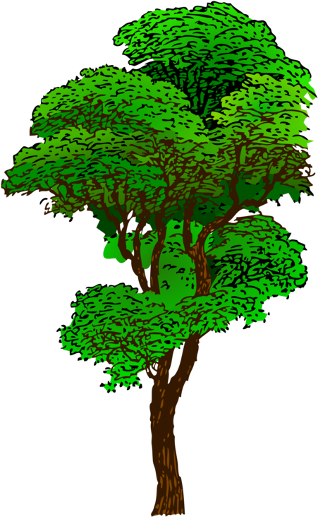 Jungle Tree Transparent PNG | Pngstation