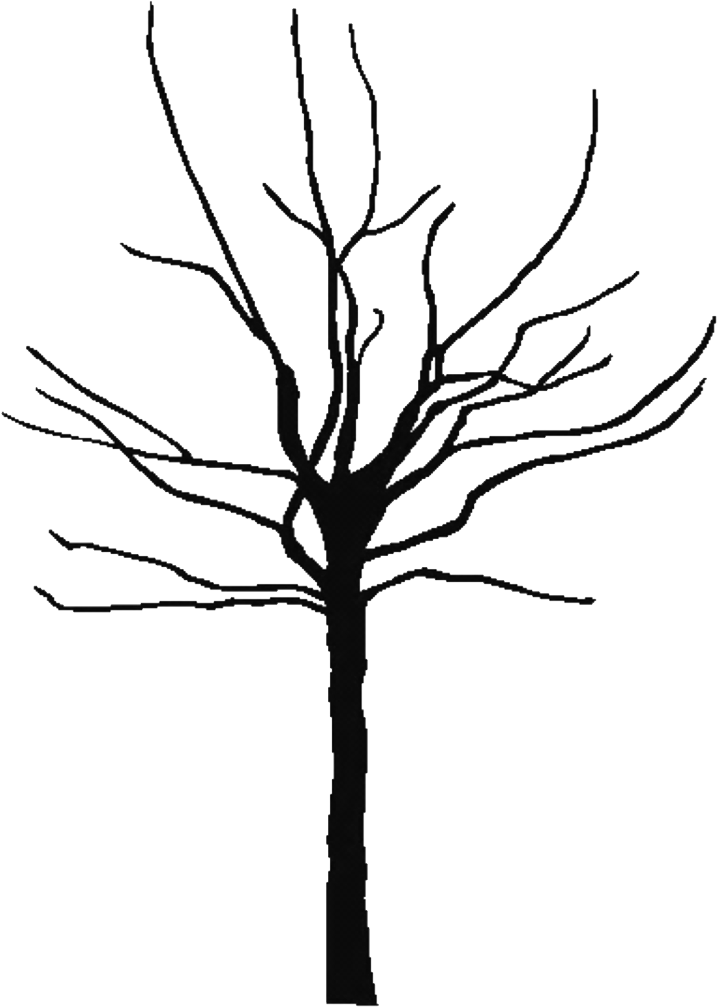 Coloring Page Of A Oak Tree Png Transparent PNG | Pngstation