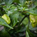 chili home plant